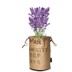 Baza Butterflies Kweektas Bio Lavendel