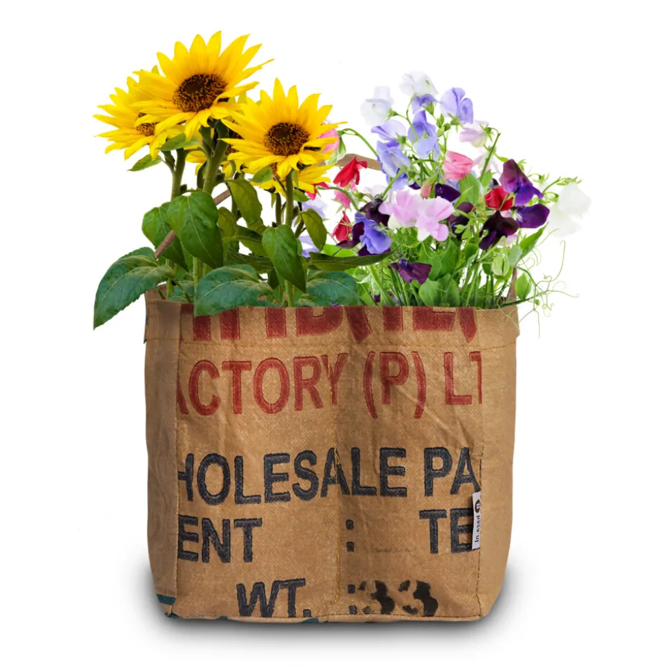 Baza Duo-Tuintje Sunflowers: Pygmy En Topolino