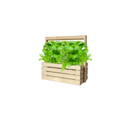 Baza Fresh Farm Basilicum