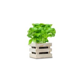 Baza Garden Box Bio Basilicum
