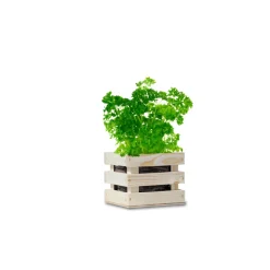 Baza Garden Box Bio Peterselie