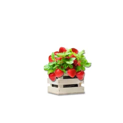 Baza Garden Box Strawberry Reuze Aardbei