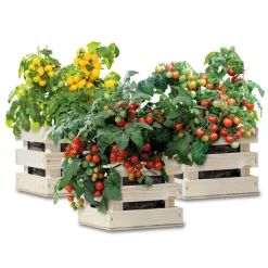 Baza Gardenbox Set Tomaten 1 set