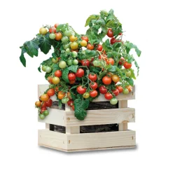 Baza Gardenbox Set Tomaten 1 set