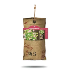 Baza Hangtuintjes Set Aardbeien 1 set