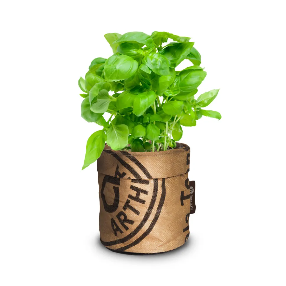 Baza Keukentuintje Bio Basilicum Genovese