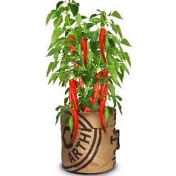 Baza Keukentuintje Bio Chilipeper