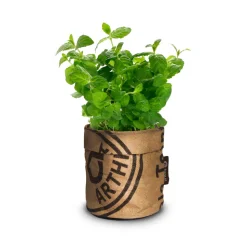 Baza Keukentuintje Bio Munt