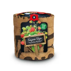 Baza Keukentuintjes Set Kruiden Groot 1 set