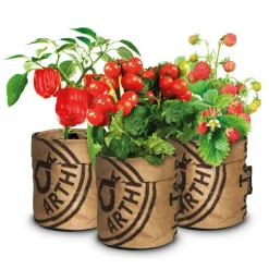 Baza Keukentuintjes Set Kruiden Groot 1 set