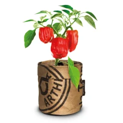 Baza Keukentuintjes Set Kruiden Groot 1 set