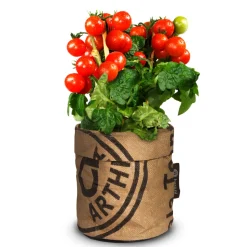 Baza Kindertuintje Greensquad Tomaten Zoete Kers