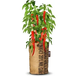 Baza Pepperclub Bio Anaheim Chili Red