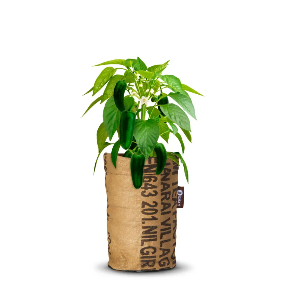 Baza Pepperclub Jalapeno Grande