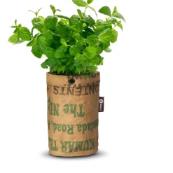 Baza Tea Garden Bio Munt