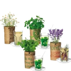 Baza Theekruiden Kweek Pakket