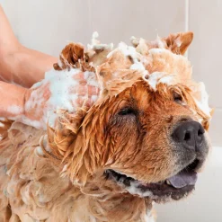 Beaphar Anti Vlooienshampoo Hond - Kat 200 ml