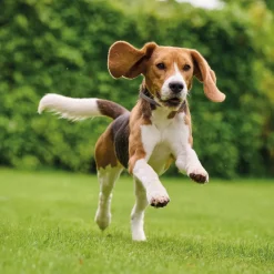 Beaphar Canishield Anti Vlooien en Tekenband Hond S - M 48 cm