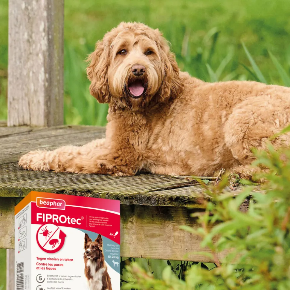Beaphar Fiprotec Anti Teken- en Vlooiendruppels Hond 10 - 20 kg 4 stuks
