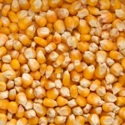 Beyers Cribbs Maïs 25 kg