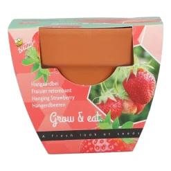 Buzzy Groeicadeautje Aardbei