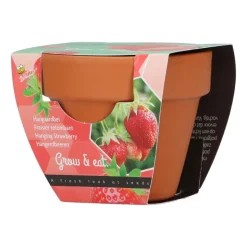 Buzzy Groeicadeautje Aardbei