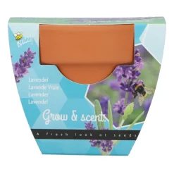 Buzzy Groeicadeautje Lavendel