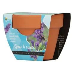 Buzzy Groeicadeautje Lavendel