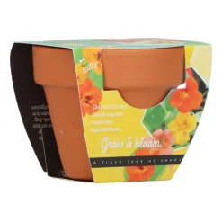 Buzzy Groeicadeautje Oost-Indische Kers