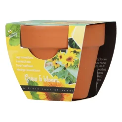 Buzzy Groeicadeautje Zonnebloem