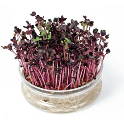 Buzzy Kweekset Glazen Bowl met Rucola Biologisch