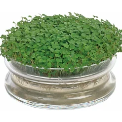 Buzzy Kweekset Glazen Bowl met Rucola Biologisch