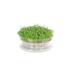 Buzzy Kweekset Glazen Bowl met Rucola Biologisch