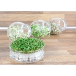 Buzzy Kweekset Glazen Bowl met Rucola Biologisch