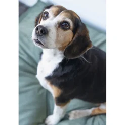 Designed by Lotte Ligkussen Fluweel Nalino Groen 100 x 70 x 15 cm