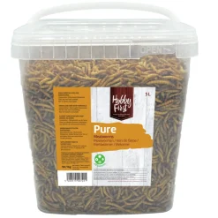 HobbyFirst Meelwormen 1 kg