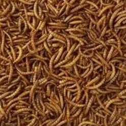 HobbyFirst Meelwormen 1 kg