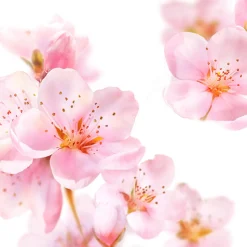 Kneipp Badolie Soft Skin AmandelbloesemDe heerlijk geurende Kneipp® Badolie Soft Skin, biedt je huid de optimale combinatie van actieve bescherming en voelbare verzorging. Met 94% zuivere amandelolie zorgt de badolie voor het behoud van de natuurlijke huidbarrière en voelt de huid weer zacht en soepel aan.Dermatologisch getestNiet parfumvrijPH NeutraalProefdiervrijVeganGeschikt voor de droge en/of gevoelige huid Gevarenaanduidingen Ontvlambaar Milieugevaarlijk Zeer licht ontvlambaar gas. Zeer licht ontvlambare aerosol. Zeer licht ontvlambare vloeistof en damp. Licht ontvlambare vloeistof en damp. Ontvlambare vaste stof. Ontvlambare aerosol. Ontvlambare vloeistof en damp. Zeer giftig voor in het water levende organismen. Zeer giftig voor in het water levende organismen, met langdurige gevolgen. Giftig voor in het water levende organismen, met langdurige gevolgen. Aanvullende informatie Hoe te gebruiken?Schroefdopje 1 keer vullen en badolie toevoegen aan het water (36-38ºC). Duur van het bad: 15-20 min. Dopje omspoelen.Cosmeticaproduct. Niet voor inwendig gebruik. Buiten het bereik van kinderen houden. Waarschuwing: Bad na het baden reinigen (voorkomt uitglijden). Restanten van de badolie verwijderen met warm water en vetoplossend schoonmaakmiddel. Ingrediënten Prunus Amygdalus Dulcis (Sweet Almond) Oil, Parfum (Fragrance), Benzyl Benzoate,PEG-40 Sorbitan Peroleate, Prunus Amygdalus Dulcis (Sweet Almond) Flower Extract, Amyris Balsamifera Bark Oil, Pogostemon Cablin Oil, Bulnesia Sarmientoi Extract (Guaiacwood Oil), Limonene, Linalool, Coumarin, Alpha-Isomethyl Ionone, Geraniol, Citral, Cinnamyl Alcohol, Citronellol, Helianthus Annuus Hybrid Oil, Tocopherol. Fabrikant informatie Merk: Kneipp Ean: 4008233069012 Artikel: 043-102 Fabrikant gegevens: Kneipp Adres: Vliegend Hertlaan 49 3526 KT Utrecht Nederland Contactgegevens: Tel: 030 281 3300 Email: [email protected] Website: https://www.kneipp.com Reviews Schrijf jouw review Hoe controleren en plaatsen wij reviews? Plein plaatst enkel reviews van klanten en personen die het product daadwerkelijk gebruikt hebben, ook wanneer deze negatief of neutraal is. Voordat de review geplaatst wordt controleren we handmatig of deze écht is en voldoet aan onze reviewvoorwaarden. Wanneer het product op Plein gekocht is vermelden we dat bij de review. Plein betaalt niet voor reviews, wanneer een reviewer door een andere partij is vergoed staat dit erbij vermeld. Door Elien op 1 september 2022 | Heeft dit product gekocht Verrukkelijke badolie met heerlijke geur en lekkere olie geen Super lekkere badolie Oorspronkelijk geplaatst op plein.nl Door Lydia Maria op 13 mei 2020 | Heeft dit product gekocht Deze review is geschreven bij product Kneipp Badolie New Energy Rozemarijn 100 ml Zalig badmoment met deze olie Lekker genieten Heerlijke geur Super zacht en voedend voor de huid Mag ietsje beterkoop daar je in verhouding meer verbruikt dan badcreme of badschuim Heerlijk relaxen en tegelijk je huid laten verwennen met deze badolie van Kneipp Oorspronkelijk geplaatst op plein.nl Door Morvenna op 17 december 2014 | Heeft dit product gekocht Deze review is geschreven bij product Kneipp Badolie Relaxing Lavendel 100 ml Lekkere badolie, vooral in de winter als het koud is, kan je heerlijk ontspannen. Al een paar jaar mijn favoriet. Oorspronkelijk geplaatst op plein.nl Door Els op 11 december 2014 | Heeft dit product gekocht Deze review is geschreven bij product Kneipp Badolie Refreshing Eucalyptus 100 ml Heerlijk na een week drukte Frisse geur Lichaam en geest komen tot rust erg lekkere badolie. Als ik het een weekje druk gehad heb kan ik altijd heerlijk relaxen door de frisse geur. Echt een aanrader Oorspronkelijk geplaatst op plein.nl Bekijk alle reviews Kneipp Badolie Soft Skin Amandelbloesem 100 ml