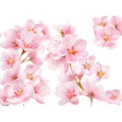 Kneipp Mini Douche Soft Skin 75 ml