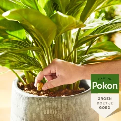 Pokon Kamerplanten Voedingskegels 10 stuks