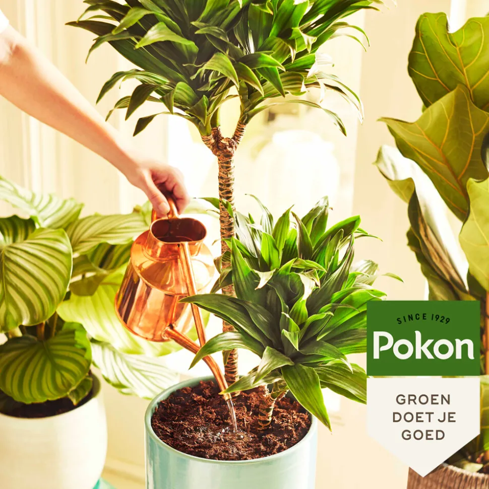 Pokon Kokos Potgrond Kamerplanten Compact 10 liter