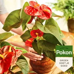 Pokon Planten Voeding Anthurium 500 ml