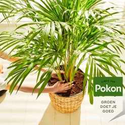 Pokon Planten Voeding Palmen 250 ml