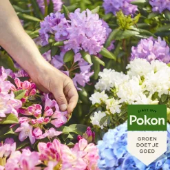 Pokon Rhododendron, Hortensia en Azalea Mest 1 kg