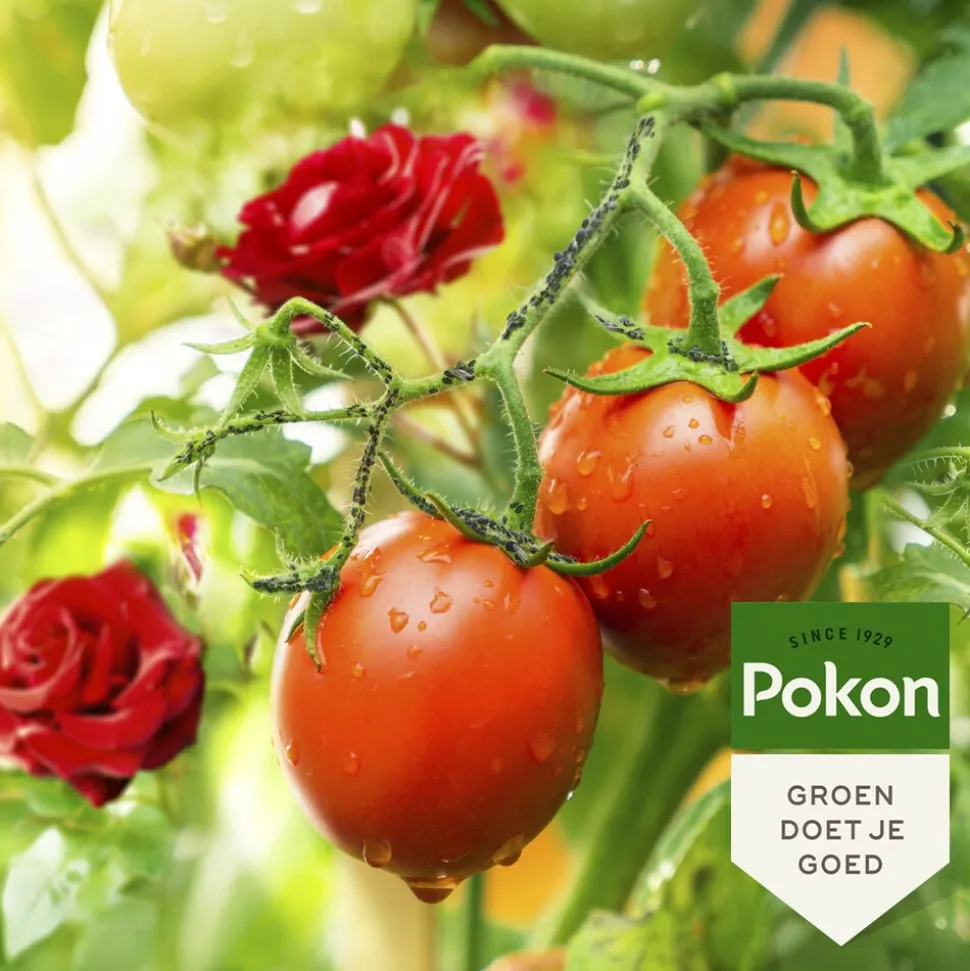 Pokon Tegen Insecten Concentraat Polysect GYO Biologisch 225 ml