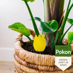 Pokon Vangplaatjes tegen Potgrondvliegjes Biologisch 15 stuks