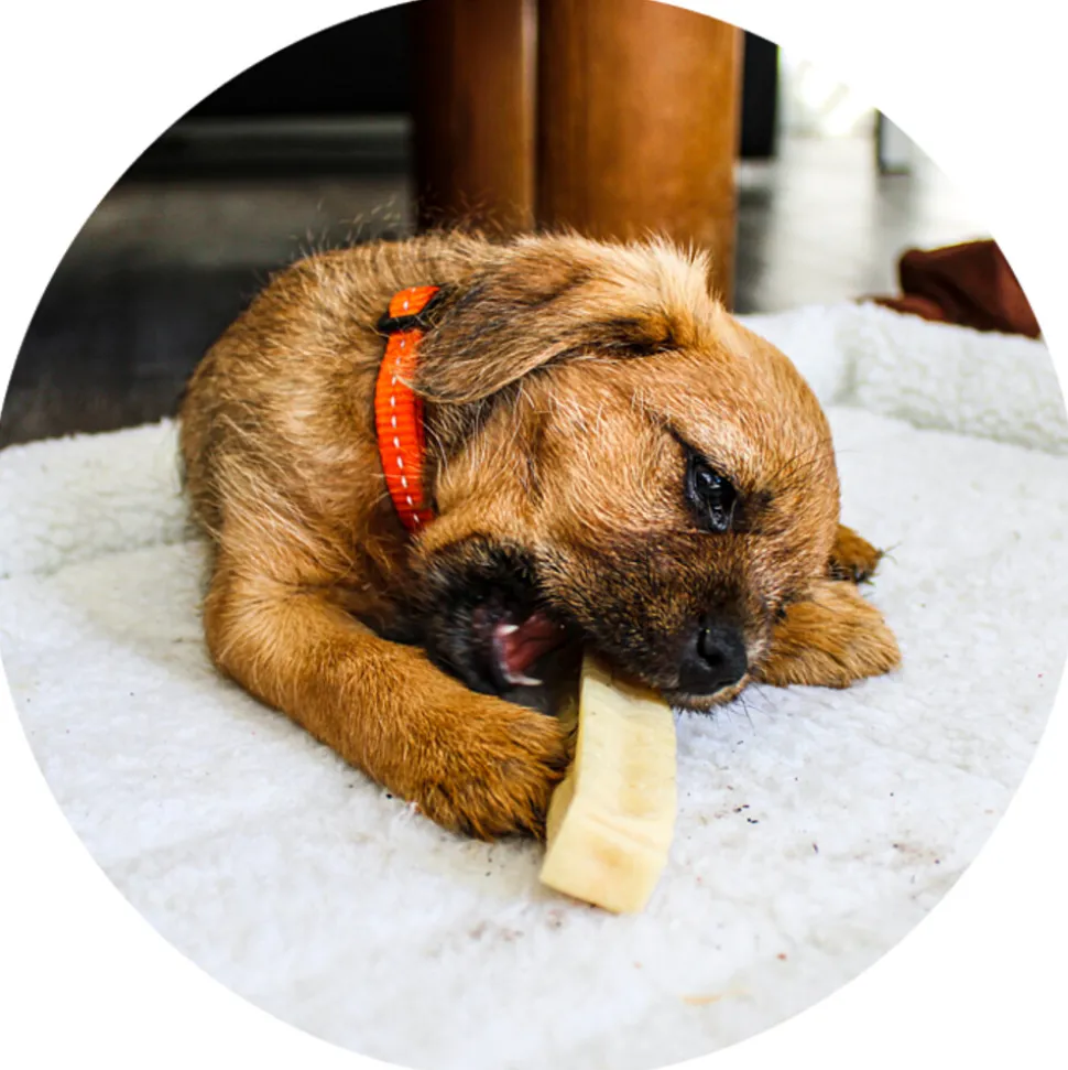 Renske Chhurpi Himalayan Kauwkluif M 61 gr