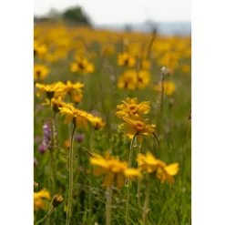 WELEDA Arnica Sport Massageolie 200 ml