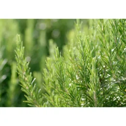 WELEDA Aroma Shower Douchecrème Relax 200 ml