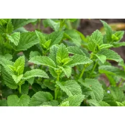 WELEDA Bio Balsemieke Melissegeest 50 ml